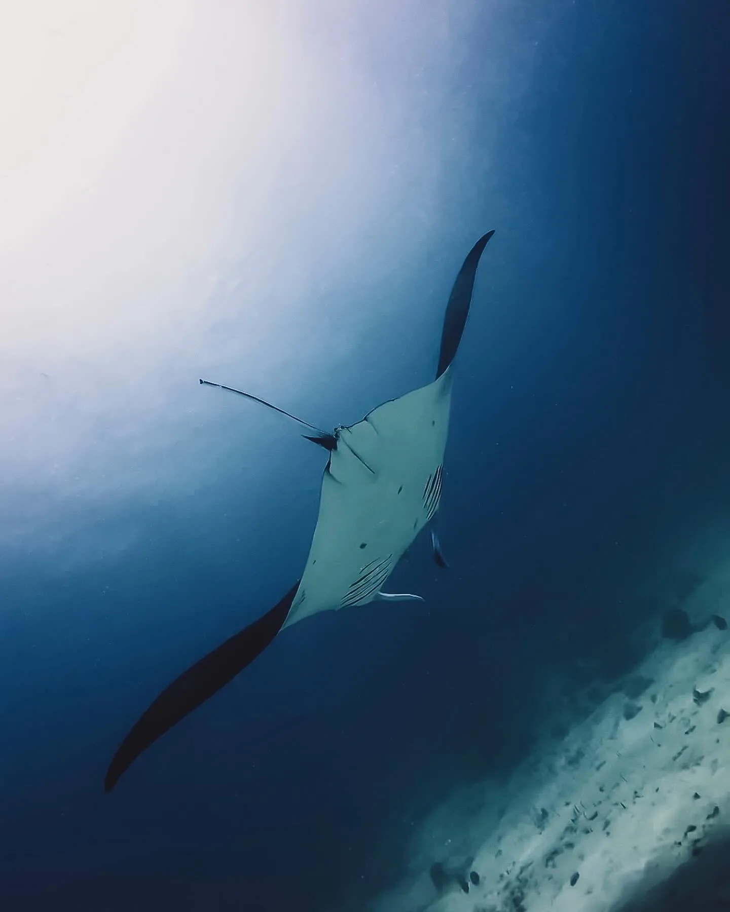 A manta ray gliding through through the ocean.