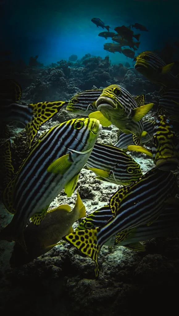 A sweetlips fish hovering gracefully above a coral reef, captured underwater using an Osmo Action 3 camera in clear tropical waters.