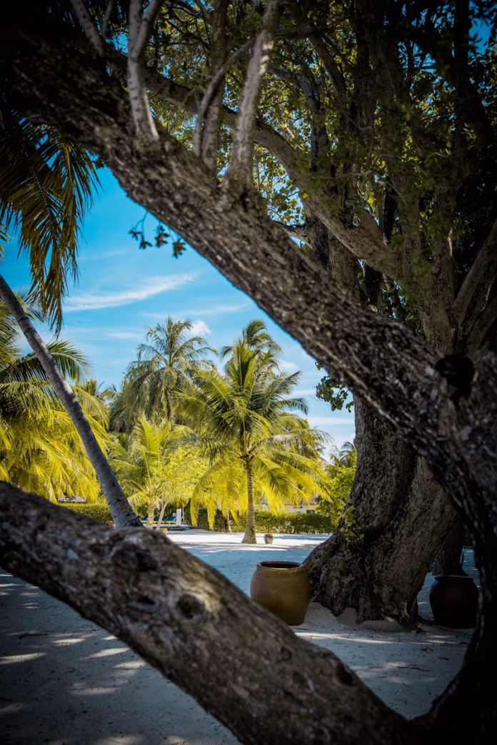Sunlit coconut palms framing a panoramic view of Dharavandhoo Island, Maldives, with white sand beaches meeting turquoise lagoon waters in the Baa Atoll